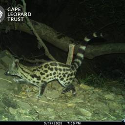 Large-spotted genet